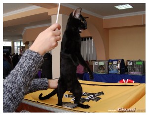 Cats Shows Photo • Выставки кошек - Cats Show • February, 2011 • Донецк - Dancing queen