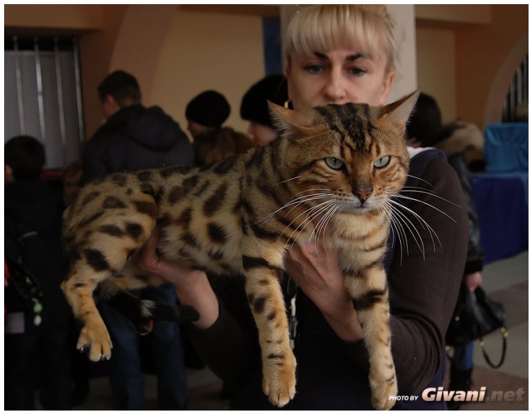 Cats Shows Photo • Выставки кошек - Cats Show • February, 2011 • Донецк - 036