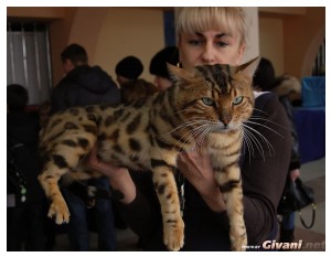 Cats Shows Photo • Выставки кошек - Cats Show • February, 2011 • Донецк - 036