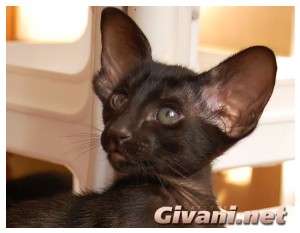 Oriental Cats • Ориентальные кошки - Oriental Kittens • Ориентальные котята - 46