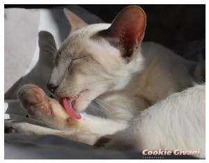 Siamese Cats • Сиамские кошки - Siamese Cats • Сиамские кошки - Cookie_02