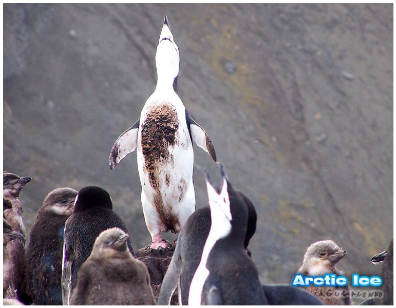 Nature • Природа - Arctic Ice • Арктика - Billy Idol of Penguins
