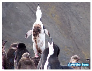 Nature • Природа - Arctic Ice • Арктика - Billy Idol of Penguins