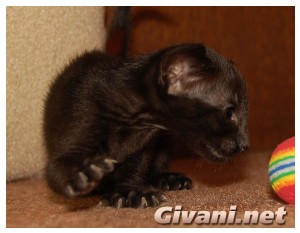 Oriental Cats • Ориентальные кошки - Oriental Kittens • Ориентальные котята - 22