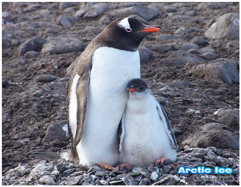 Nature • Природа - Arctic Ice • Арктика - Family • Penguin and baby