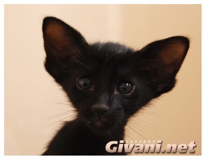 Oriental Cats • Ориентальные кошки - Oriental Kittens • Ориентальные котята - Черный ориентальный котенок