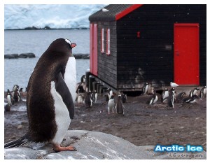 Nature • Природа - Arctic Ice • Арктика - Arctic_Ice_060
