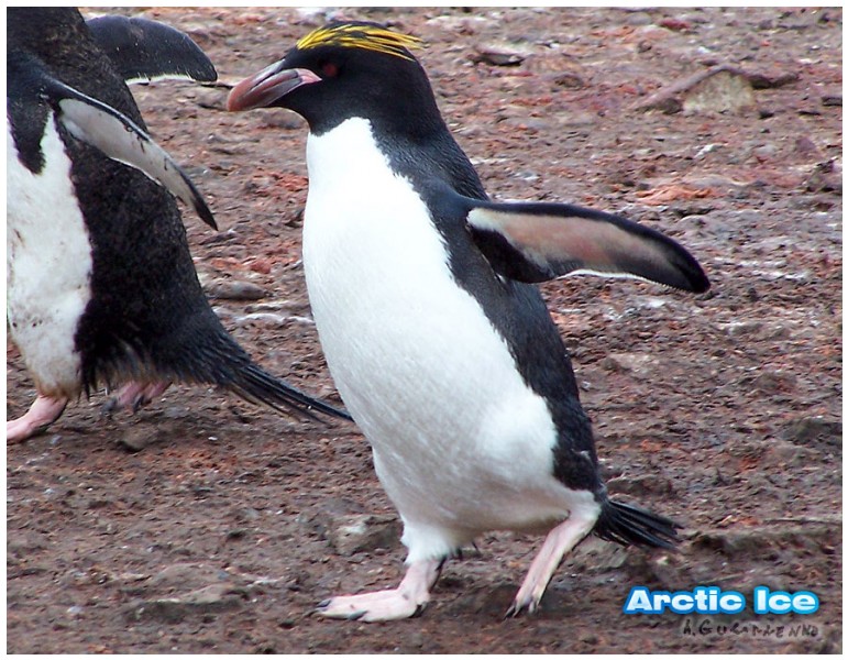 Nature • Природа - Arctic Ice • Арктика - Бегущий пигвин • Running penguin