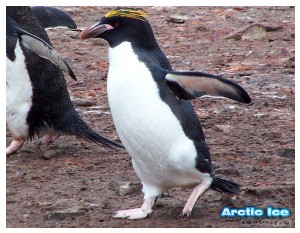 Nature • Природа - Arctic Ice • Арктика - Бегущий пигвин • Running penguin