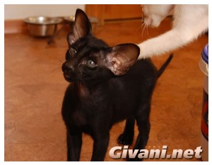 Oriental Cats • Ориентальные кошки - Oriental Kittens • Ориентальные котята - 52