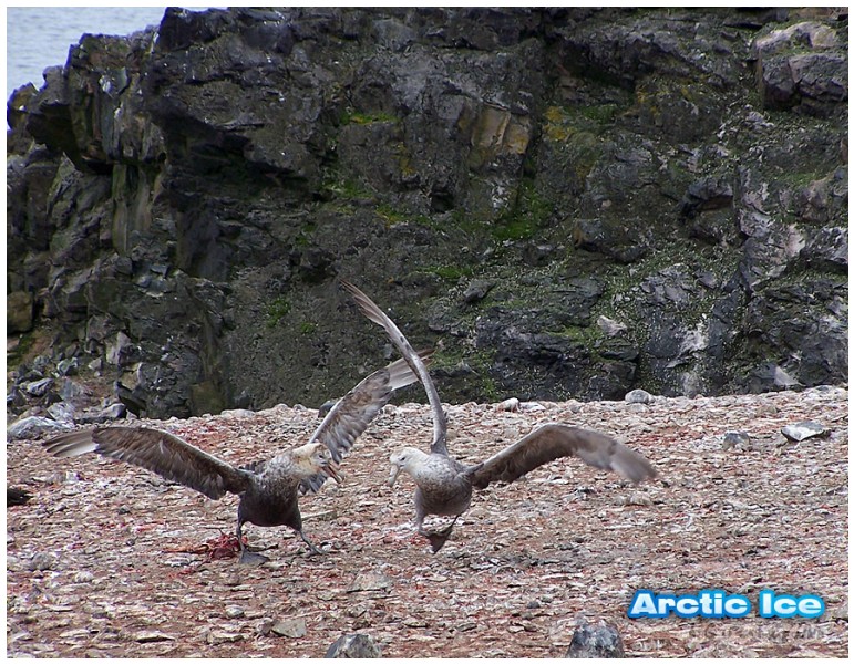 Nature • Природа - Arctic Ice • Арктика - Arctic_Ice_049