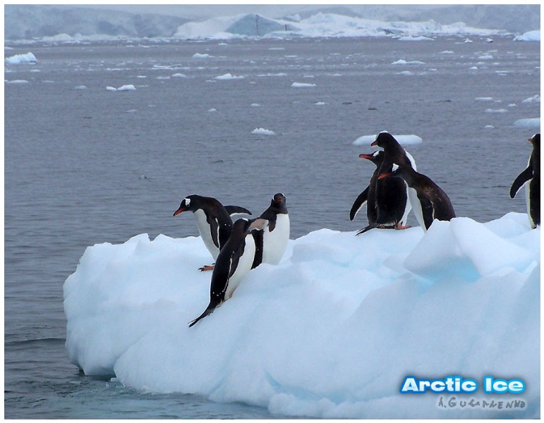 Nature • Природа - Arctic Ice • Арктика - Arctic_Ice_063