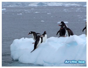 Nature • Природа - Arctic Ice • Арктика - Arctic_Ice_063