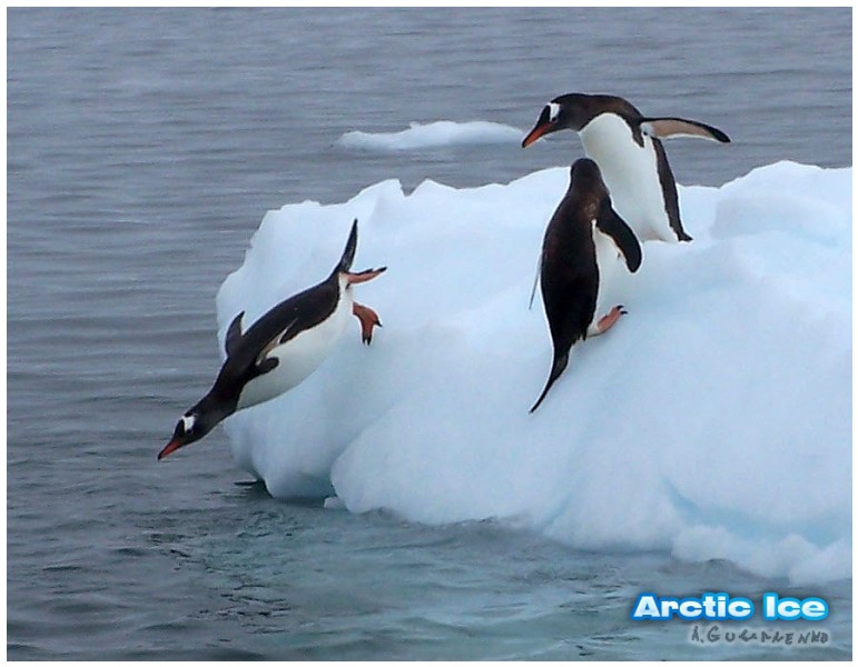 Nature • Природа - Arctic Ice • Арктика - Летящий пингвин • Flying penguin