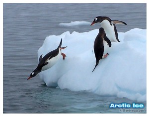 Nature • Природа - Arctic Ice • Арктика - Летящий пингвин • Flying penguin