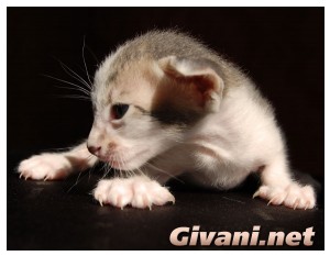 Oriental Cats • Ориентальные кошки - Oriental Kittens • Ориентальные котята - 29