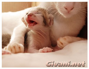 Oriental Cats • Ориентальные кошки - Oriental Kittens • Ориентальные котята - 07