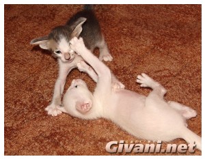 Oriental Cats • Ориентальные кошки - Oriental Kittens • Ориентальные котята - 40