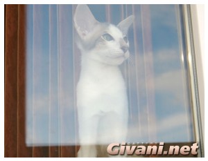 Oriental Cats • Ориентальные кошки - Oriental Kittens • Ориентальные котята - 177