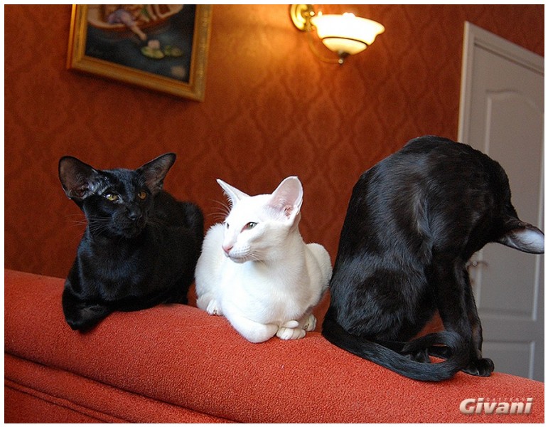 Oriental Cats • Ориентальные кошки - Oriental cats • Ориентальные кошки - Oriental cats