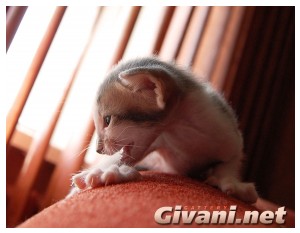 Oriental Cats • Ориентальные кошки - Oriental Kittens • Ориентальные котята - 55