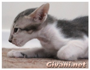 Oriental Cats • Ориентальные кошки - Oriental Kittens • Ориентальные котята - 87