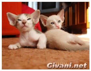 Oriental Cats • Ориентальные кошки - Oriental Kittens • Ориентальные котята - 60