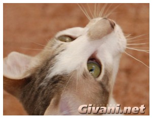 Oriental Cats • Ориентальные кошки - Oriental Kittens • Ориентальные котята - 159