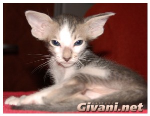 Oriental Cats • Ориентальные кошки - Oriental Kittens • Ориентальные котята - 95