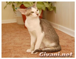 Oriental Cats • Ориентальные кошки - Oriental Kittens • Ориентальные котята - 176