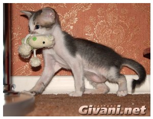 Oriental Cats • Ориентальные кошки - Oriental Kittens • Ориентальные котята - 83