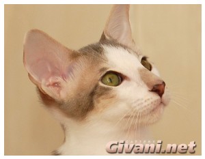 Oriental Cats • Ориентальные кошки - Oriental Kittens • Ориентальные котята - 171
