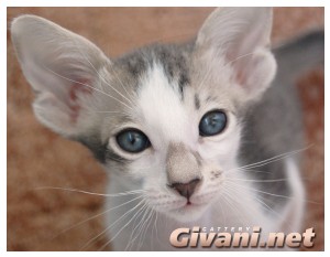 Oriental Cats • Ориентальные кошки - Oriental Kittens • Ориентальные котята - 104