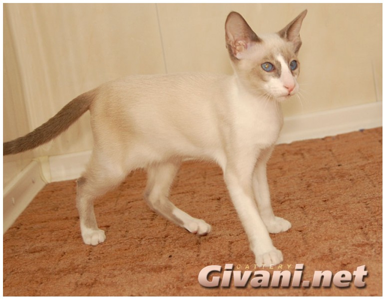 Seychellois Cats • Сейшельские кошки - Seychellois Cats • Сейшельские кошки - 169