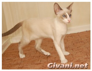 Seychellois Cats • Сейшельские кошки - Seychellois Cats • Сейшельские кошки - 169