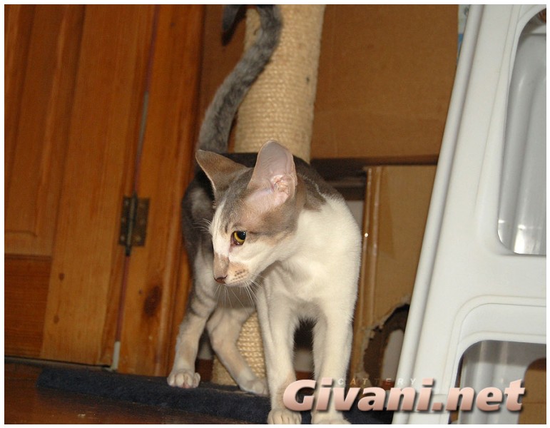 Oriental Cats • Ориентальные кошки - Oriental cats • Ориентальные кошки - 199