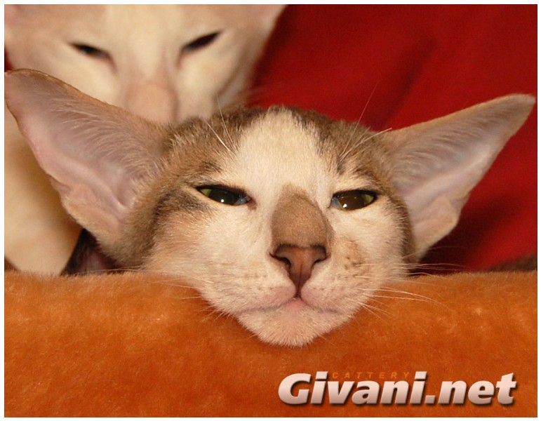 Oriental Cats • Ориентальные кошки - Oriental cats • Ориентальные кошки - 204