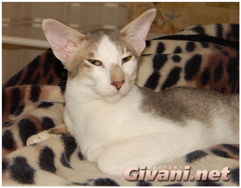 Oriental Cats • Ориентальные кошки - Oriental cats • Ориентальные кошки - 202