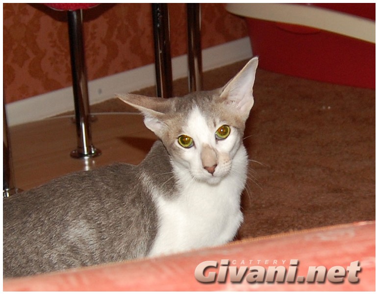 Oriental Cats • Ориентальные кошки - Oriental cats • Ориентальные кошки - 194