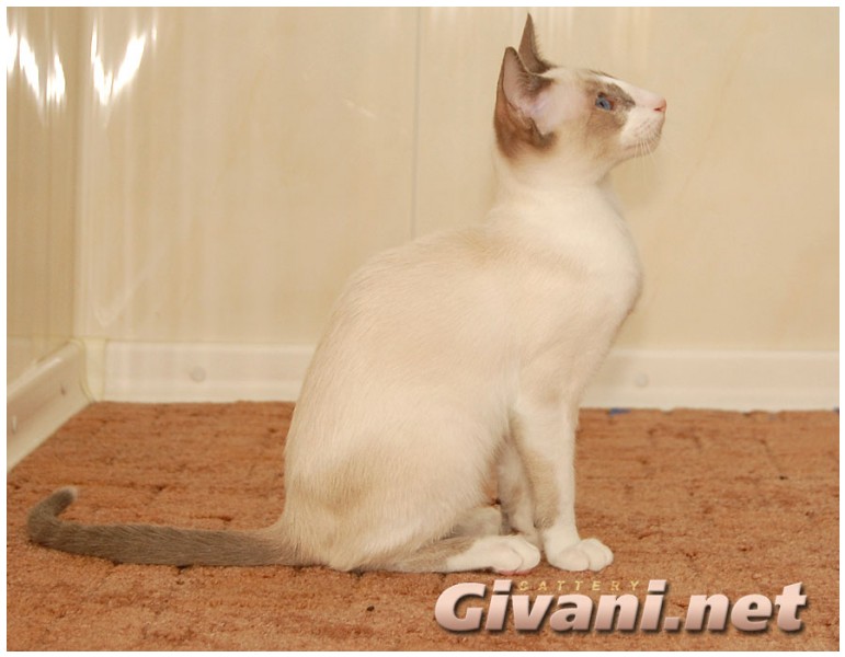 Seychellois Cats • Сейшельские кошки - Seychellois Cats • Сейшельские кошки - 167