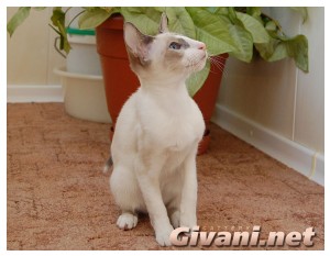 Seychellois Cats • Сейшельские кошки - Seychellois Cats • Сейшельские кошки - 182