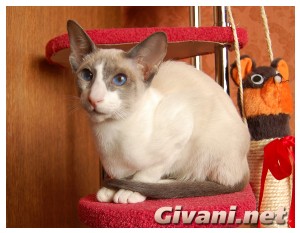 Seychellois Cats • Сейшельские кошки - Seychellois Cats • Сейшельские кошки - 195
