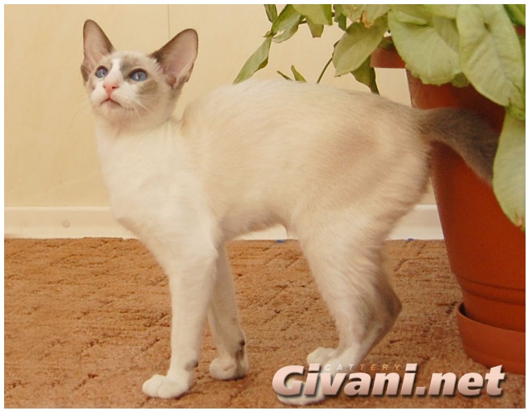 Seychellois Cats • Сейшельские кошки - Seychellois Cats • Сейшельские кошки - 183