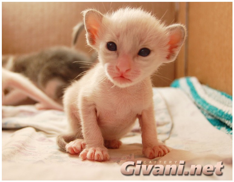 Seychellois Cats • Сейшельские кошки - Seychellois Kittens • Сейшельские котята - 25
