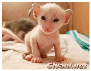 Seychellois Cats • Сейшельские кошки - Seychellois Kittens • Сейшельские котята - 25