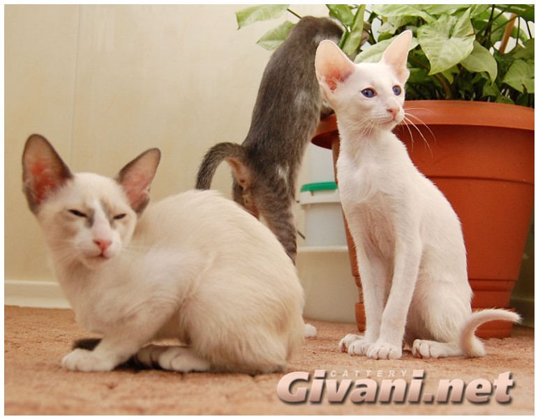 Seychellois Cats • Сейшельские кошки - Seychellois Kittens • Сейшельские котята - 142