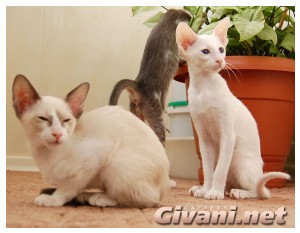 Seychellois Cats • Сейшельские кошки - Seychellois Kittens • Сейшельские котята - 142
