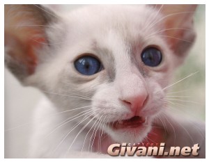 Seychellois Cats • Сейшельские кошки - Seychellois Kittens • Сейшельские котята - 109