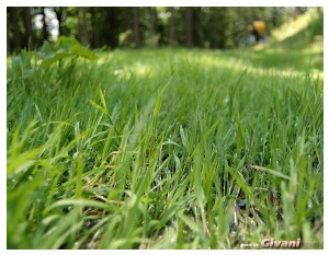Ukraine photo • Украина фото - Bukovel Ukraine Photo • Буковель фото - Green grass • Зеленая трава