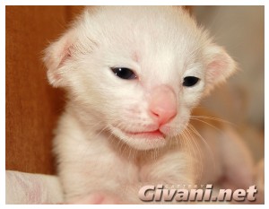 Seychellois Cats • Сейшельские кошки - Seychellois Kittens • Сейшельские котята - 06
